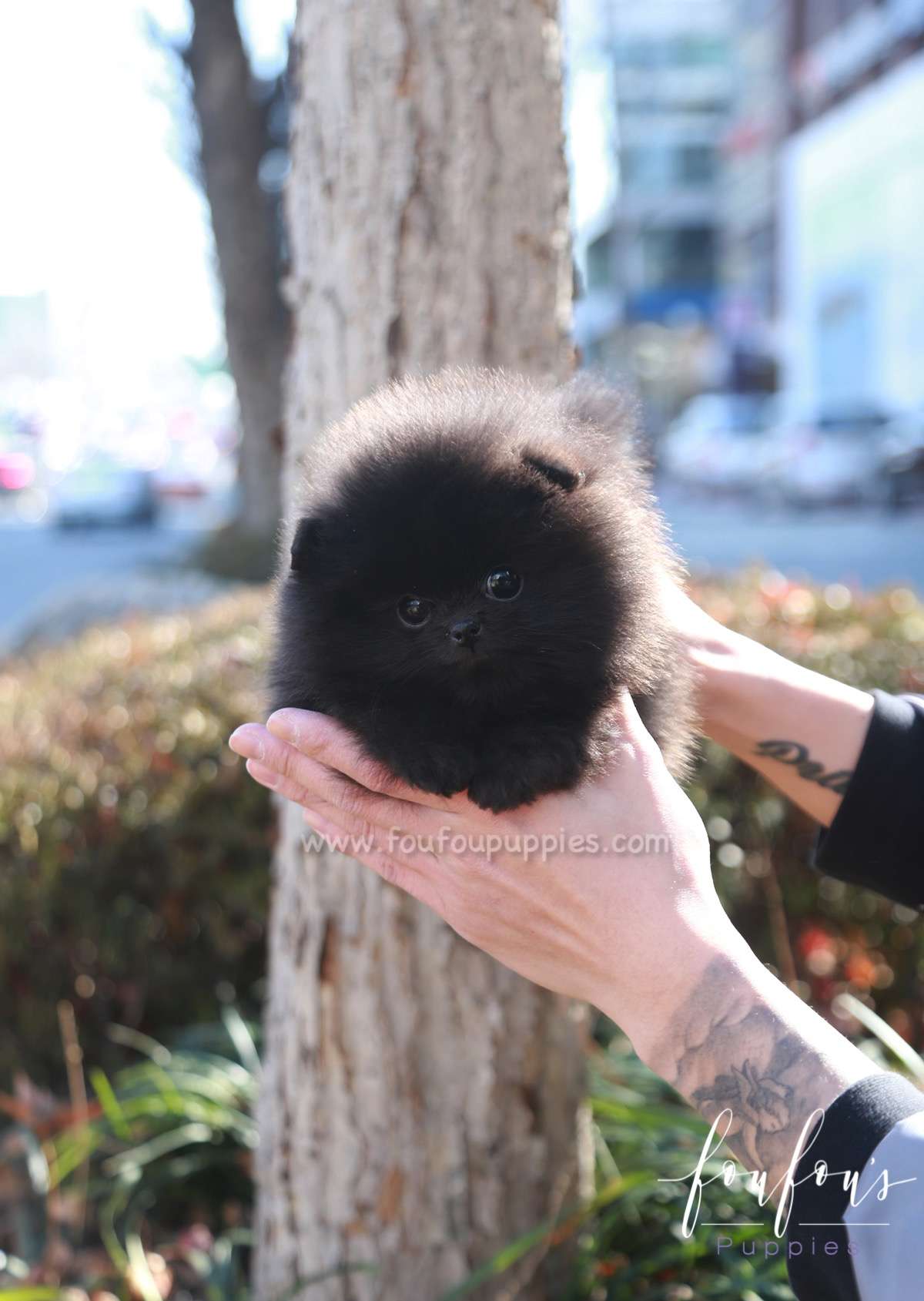 Dahlia - Pomeranian F.