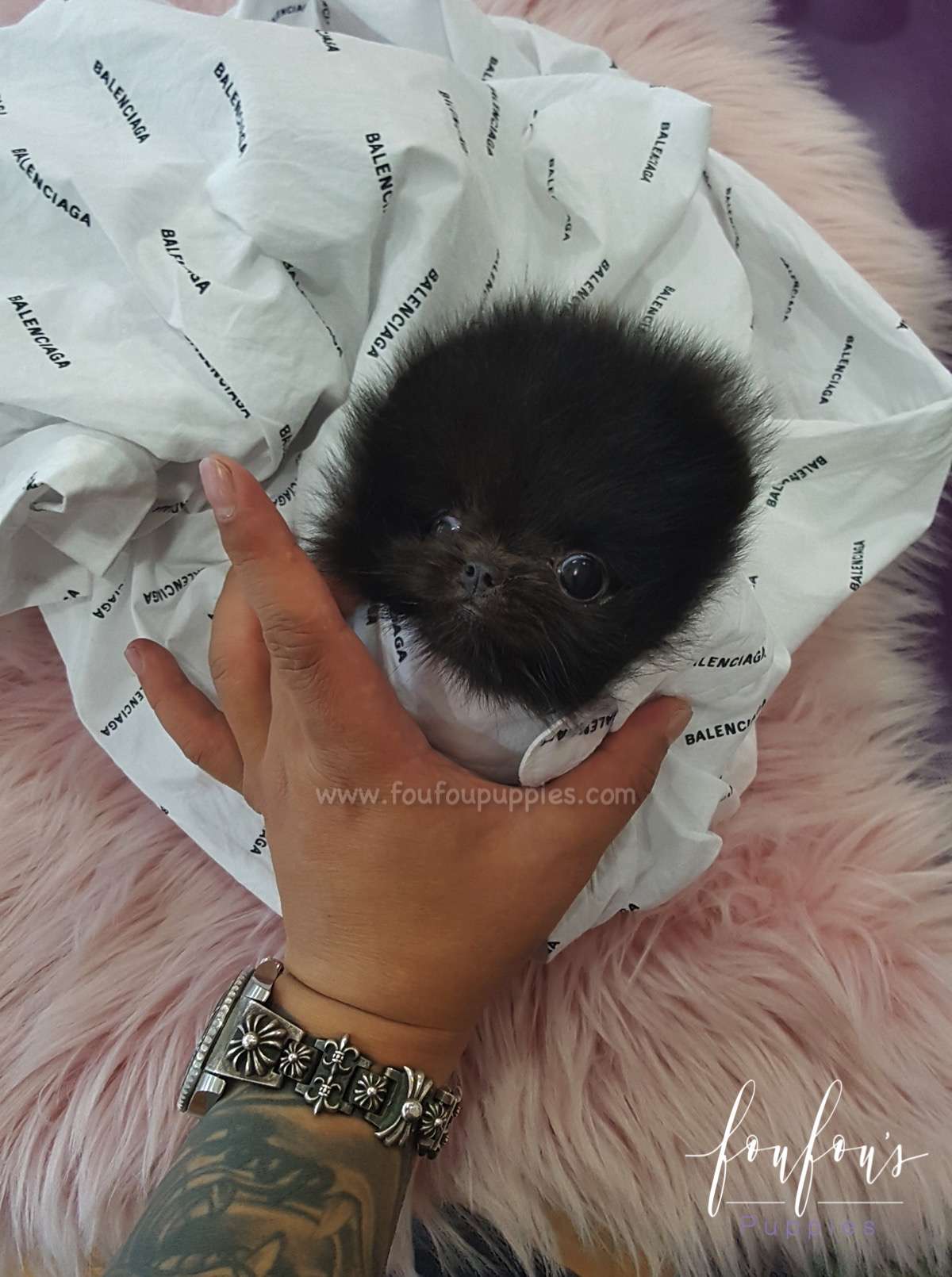 Prada - Pomeranian M.