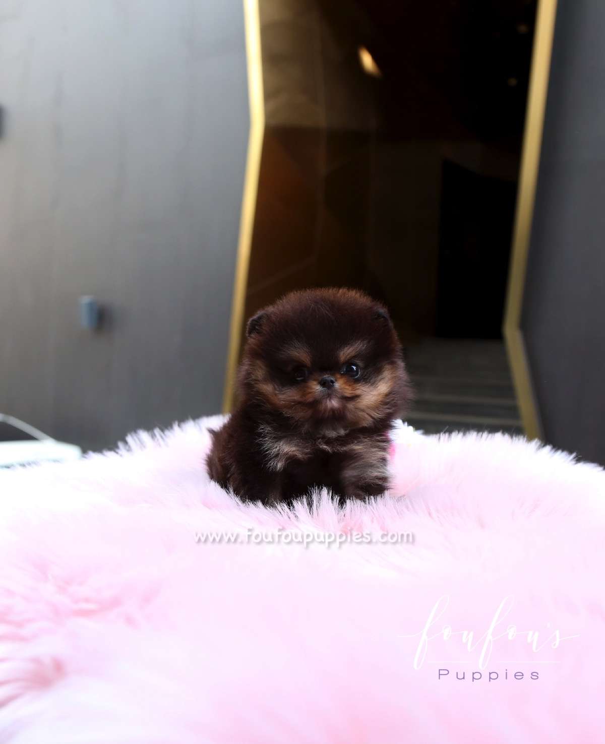 Oreo - Pomeranian M.