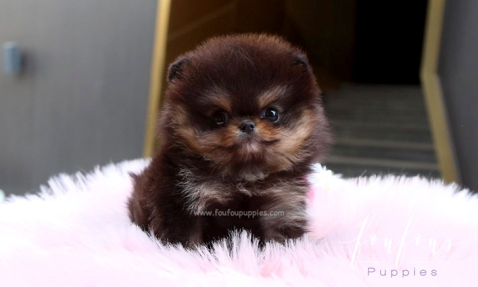 Oreo - Pomeranian M.