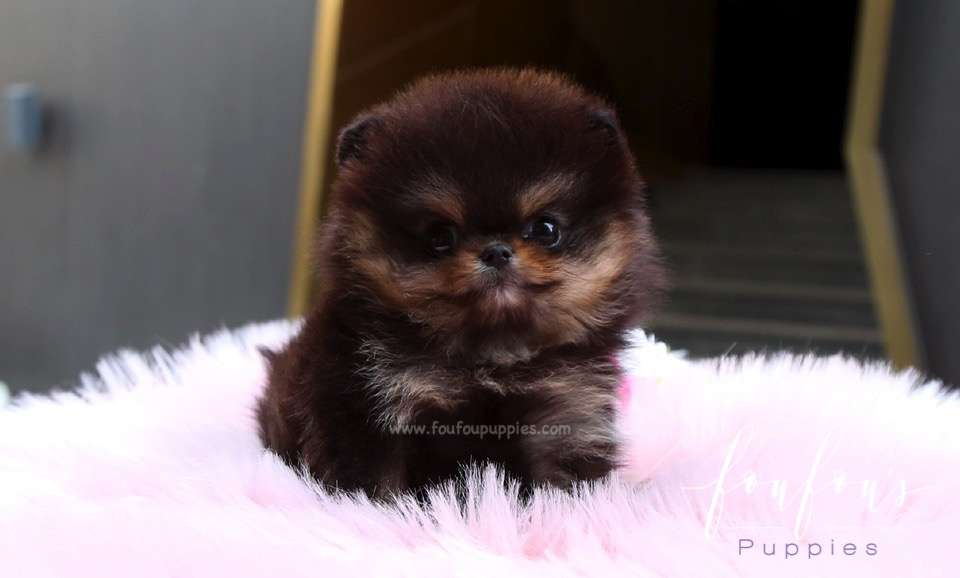 Oreo - Pomeranian M.