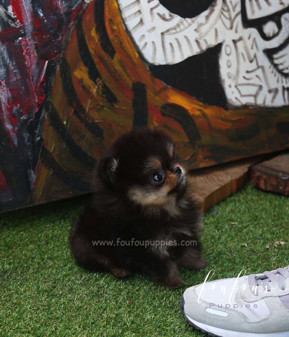 Oreo - Pomeranian M.