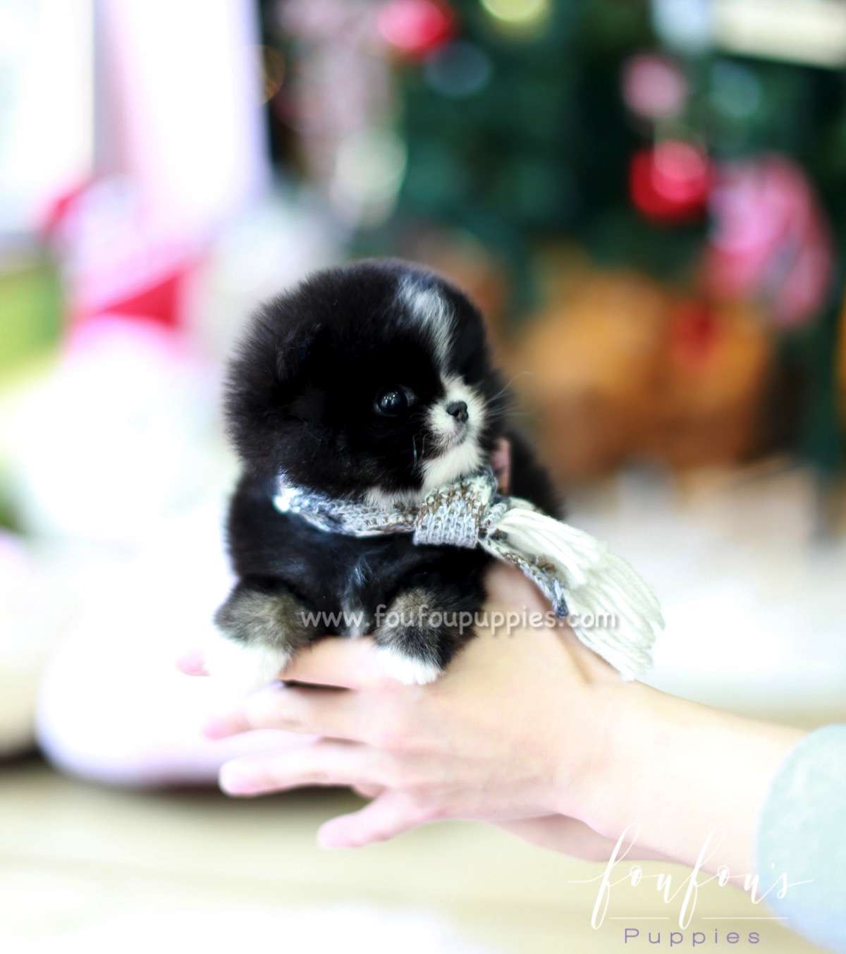 Kisses - Pomeranian F.