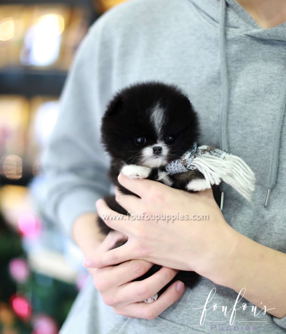 Kisses - Pomeranian F.