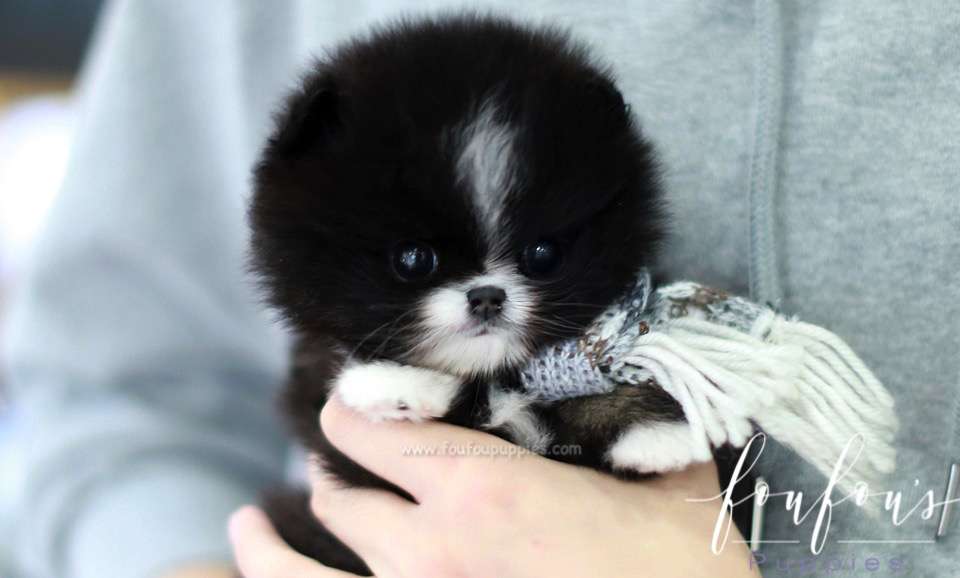 Kisses - Pomeranian F.