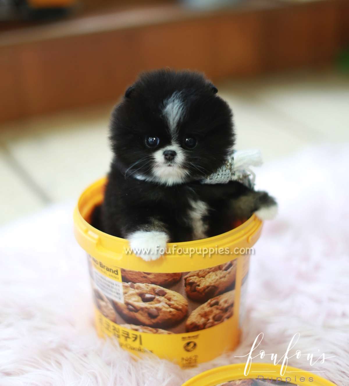Kisses - Pomeranian F.