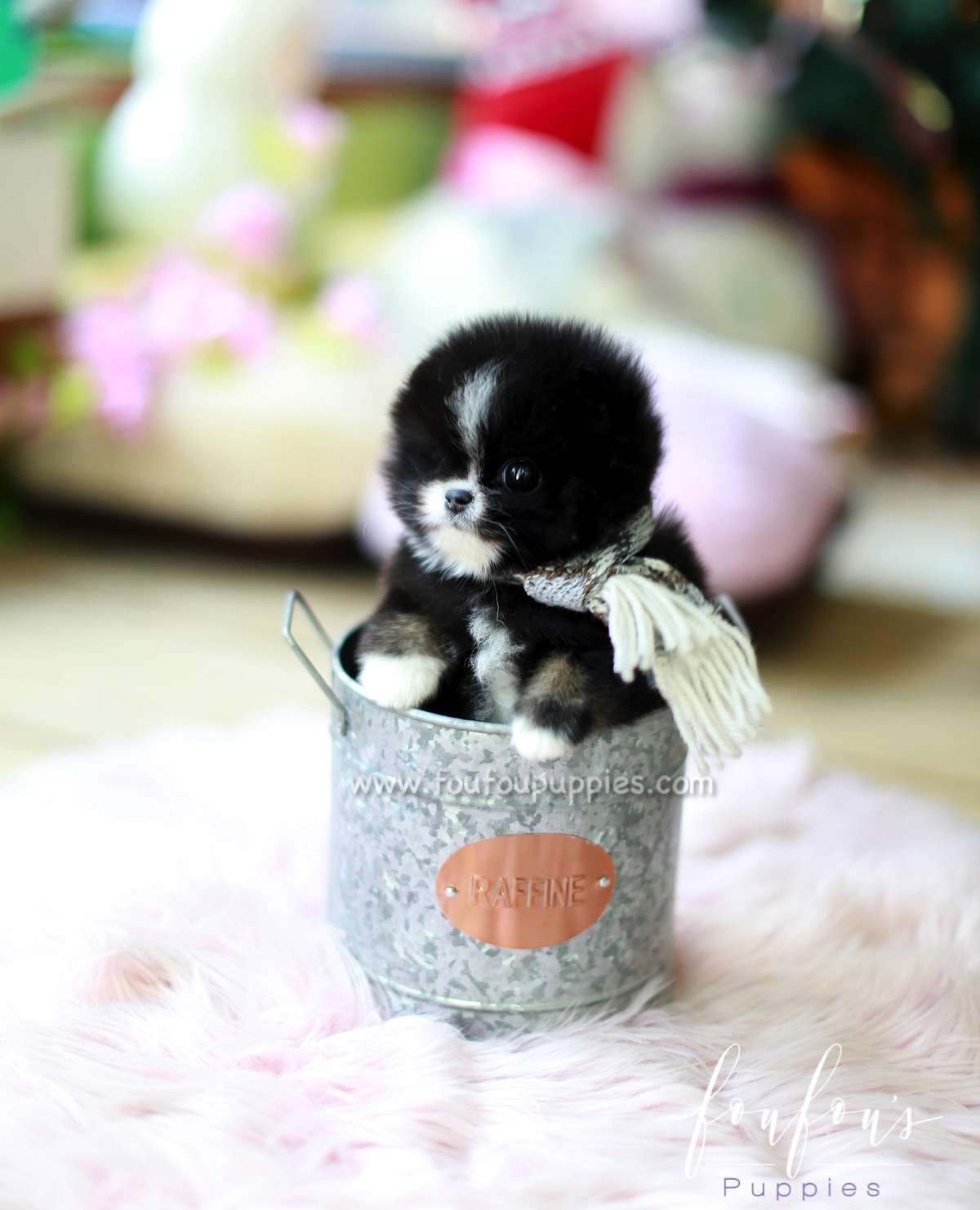 Kisses - Pomeranian F.
