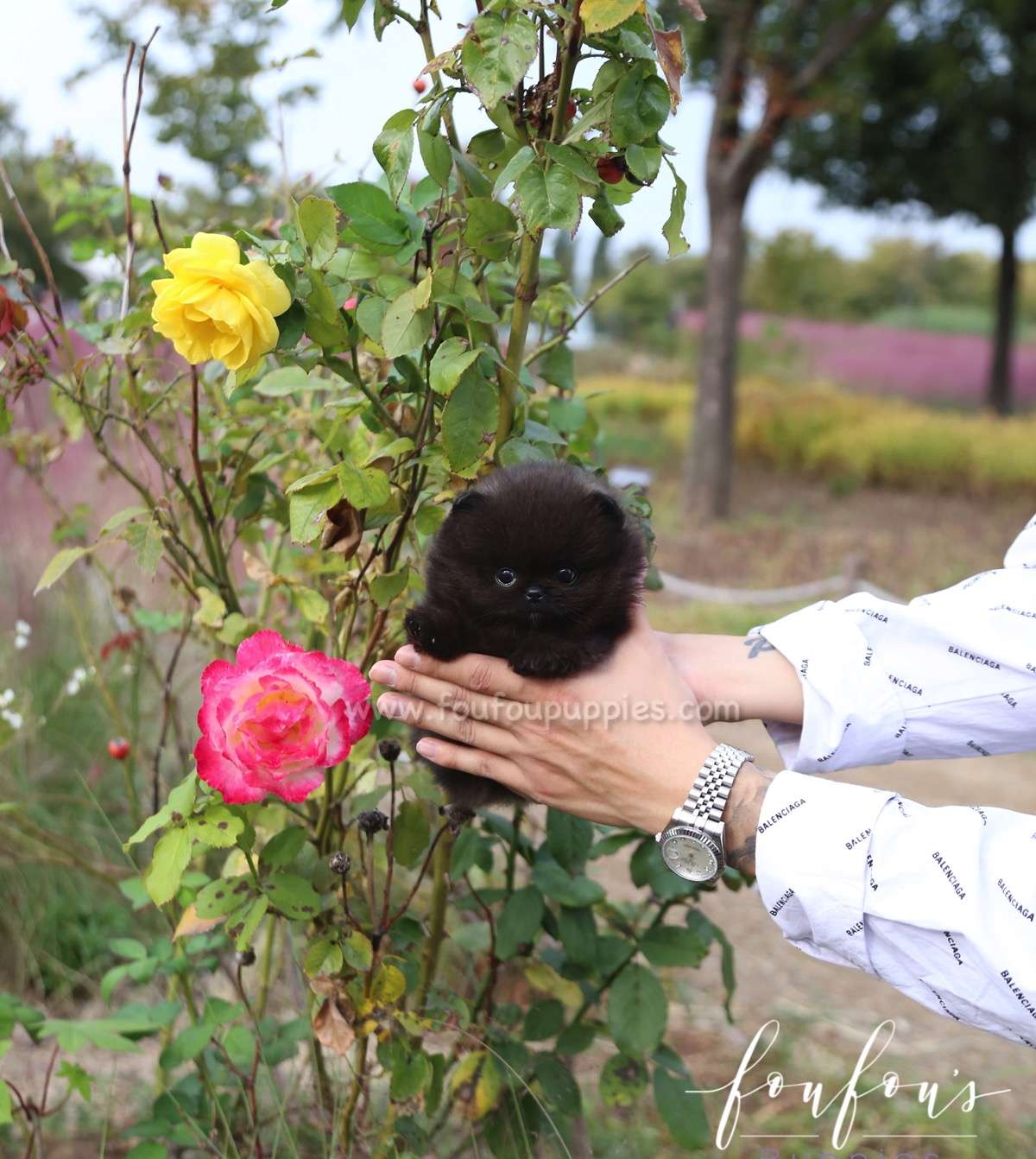 Ace - Pomeranian M.