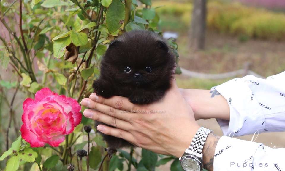 Ace - Pomeranian M.
