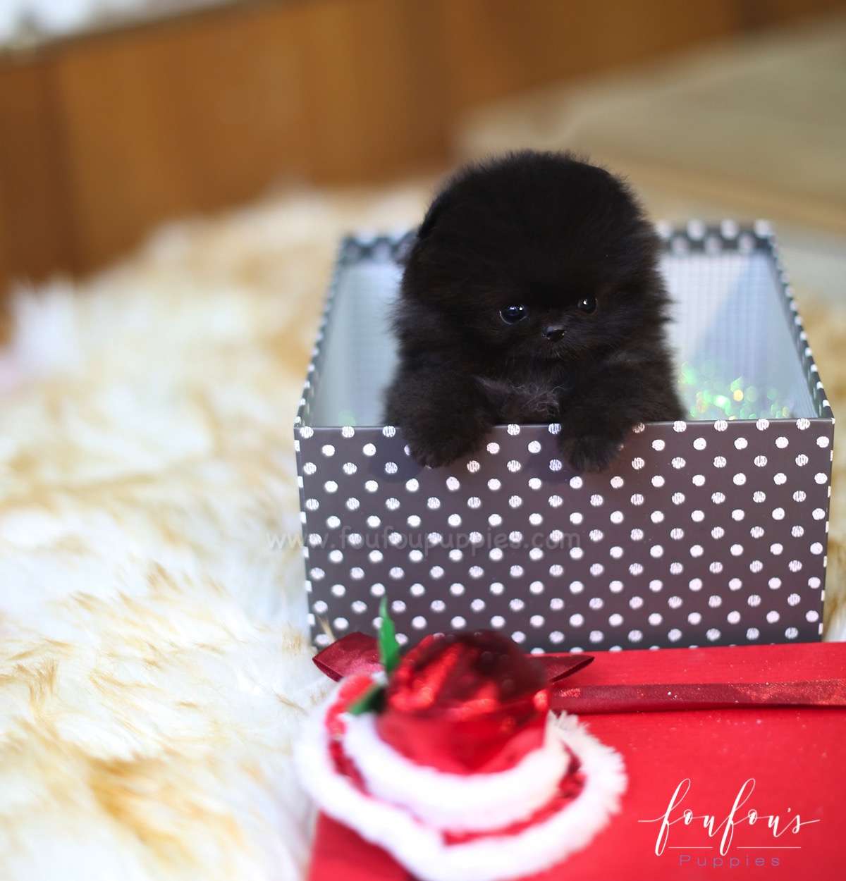 North- Pomeranian M.