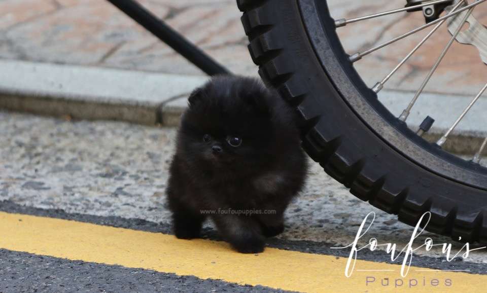 Arya - Pomeranian F.