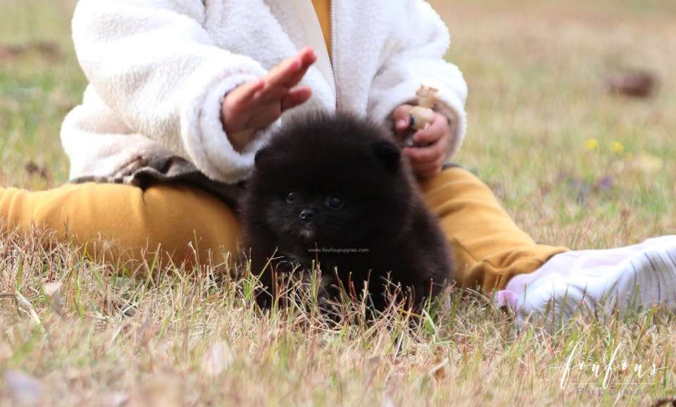 Ace - Pomeranian M.
