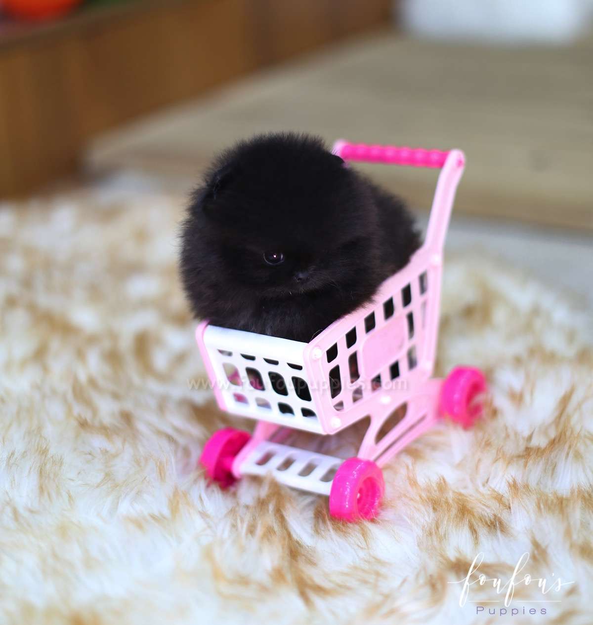 North- Pomeranian M.