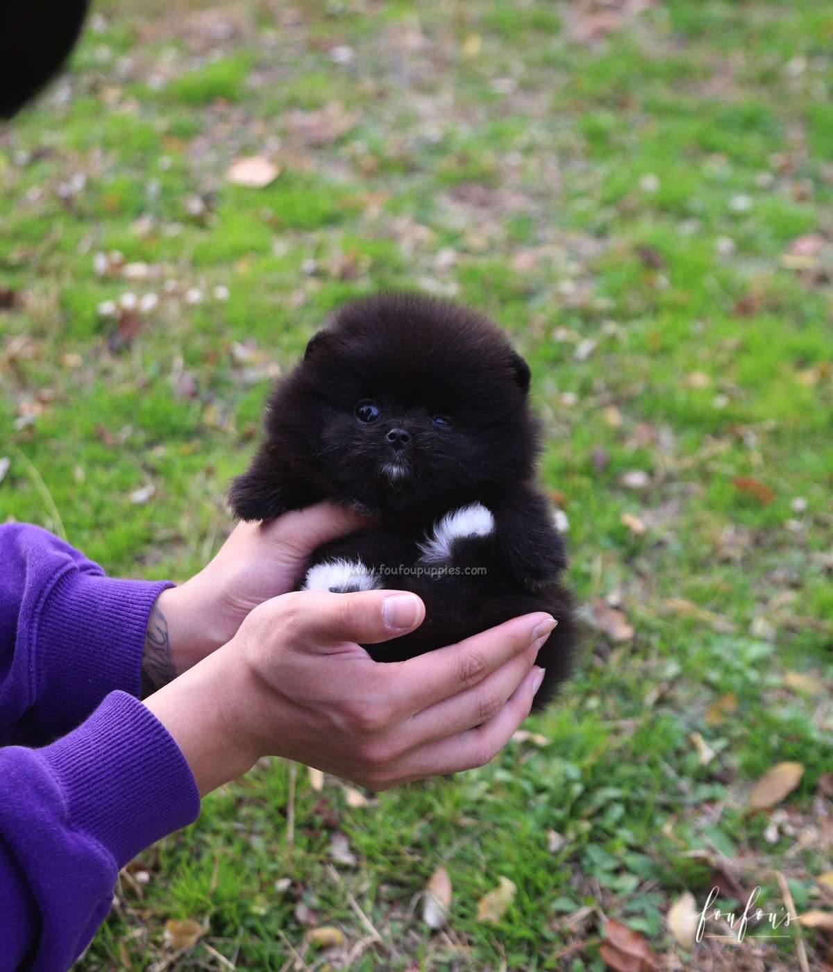 Ace - Pomeranian M.