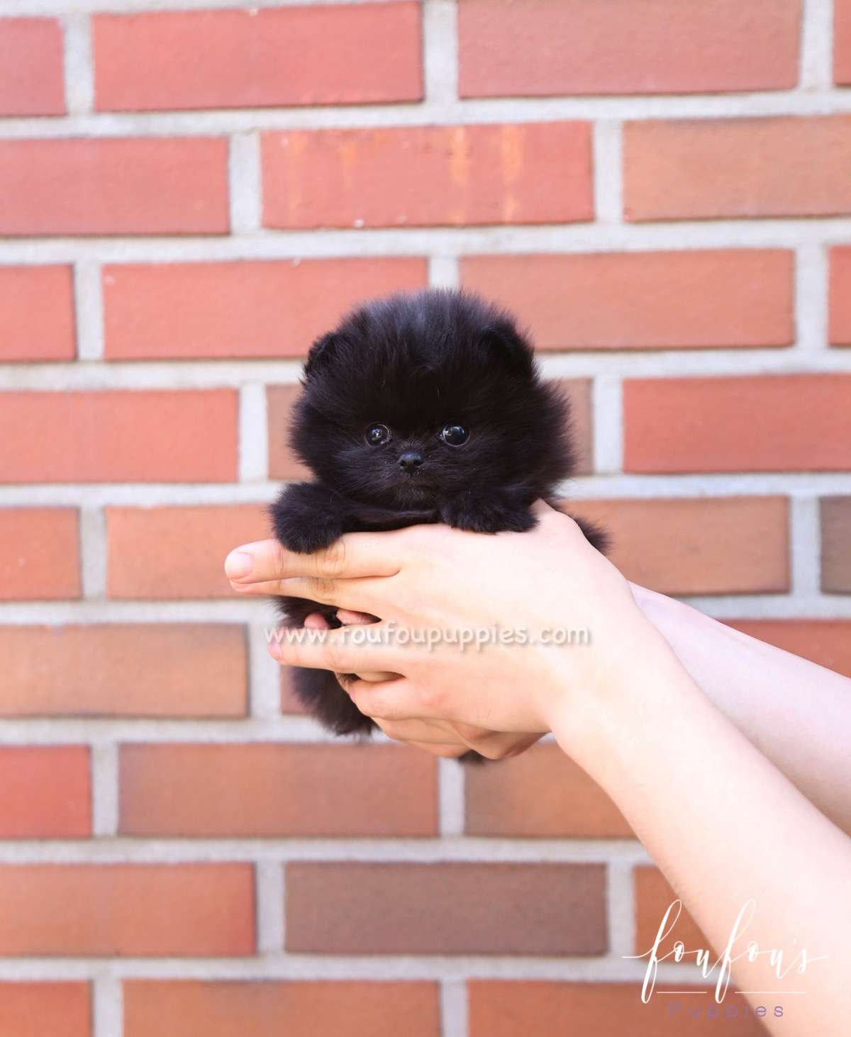 Arya - Pomeranian F.