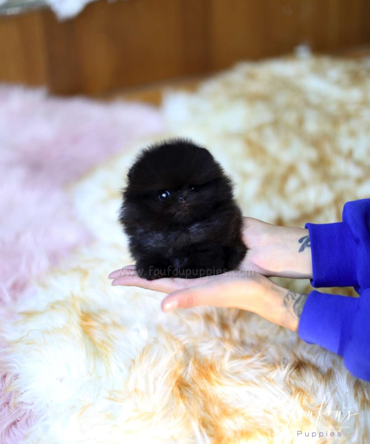 North- Pomeranian M.