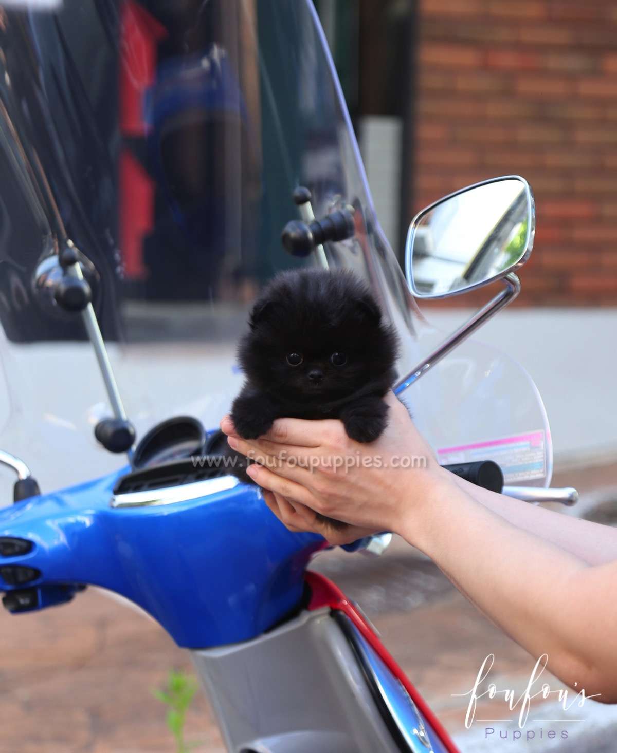 Arya - Pomeranian F.