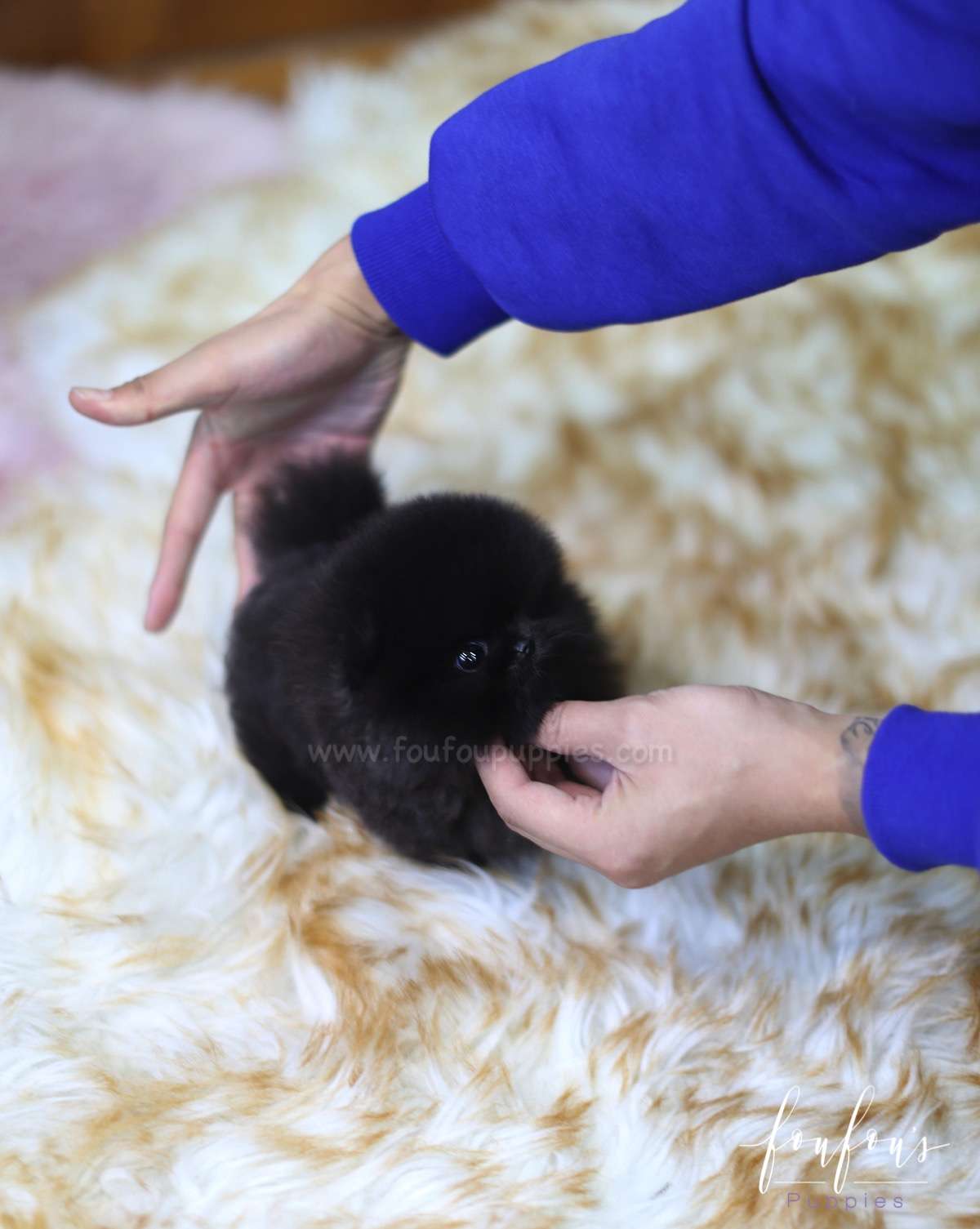 North- Pomeranian M.
