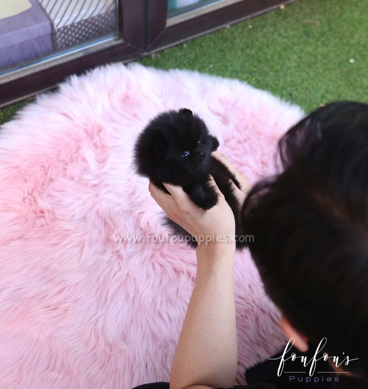 Arya - Pomeranian F.