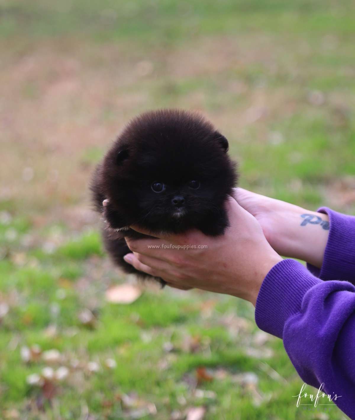 Ace - Pomeranian M.