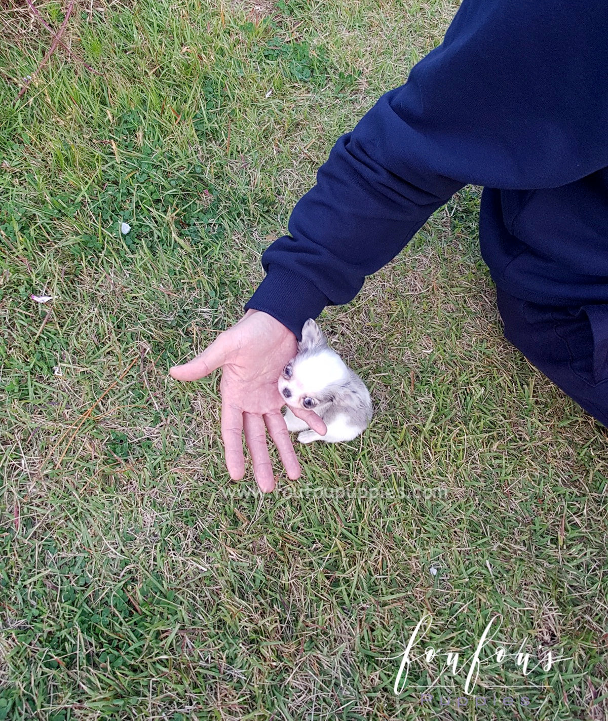 Ivy - Chihuahua F.