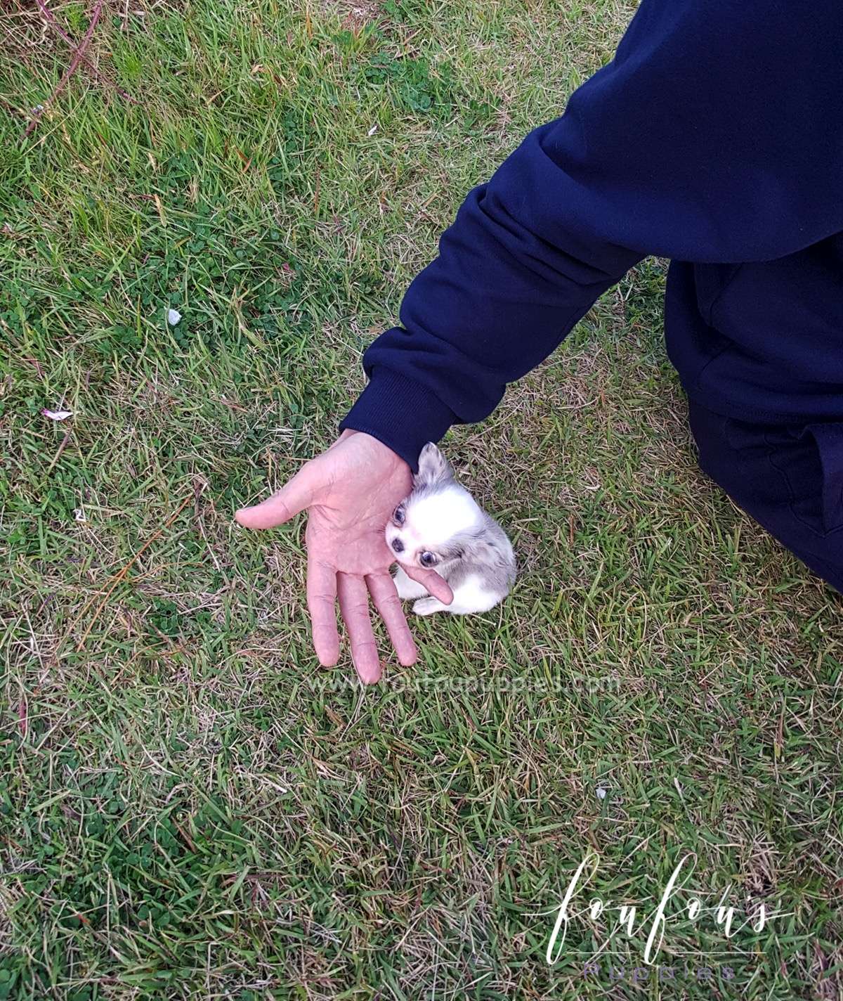 Ivy - Chihuahua F.