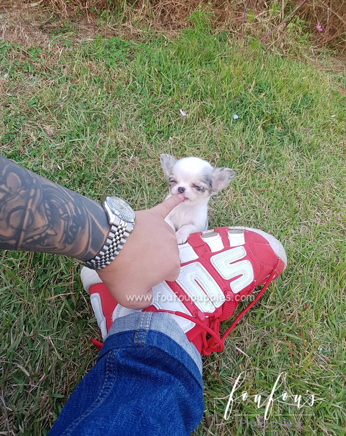 Ivy - Chihuahua F.