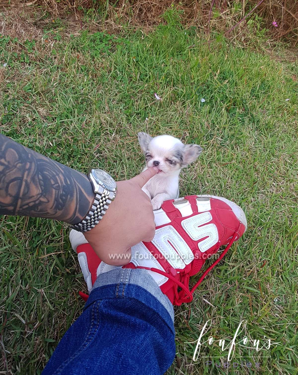 Ivy - Chihuahua F.
