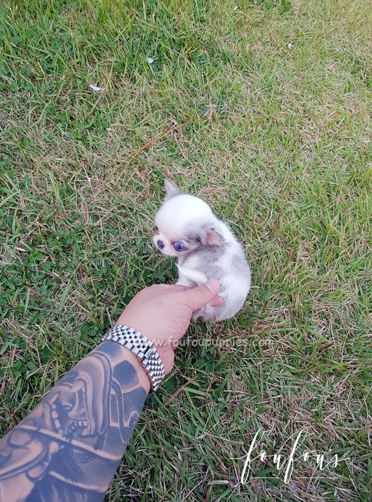 Ivy - Chihuahua F.