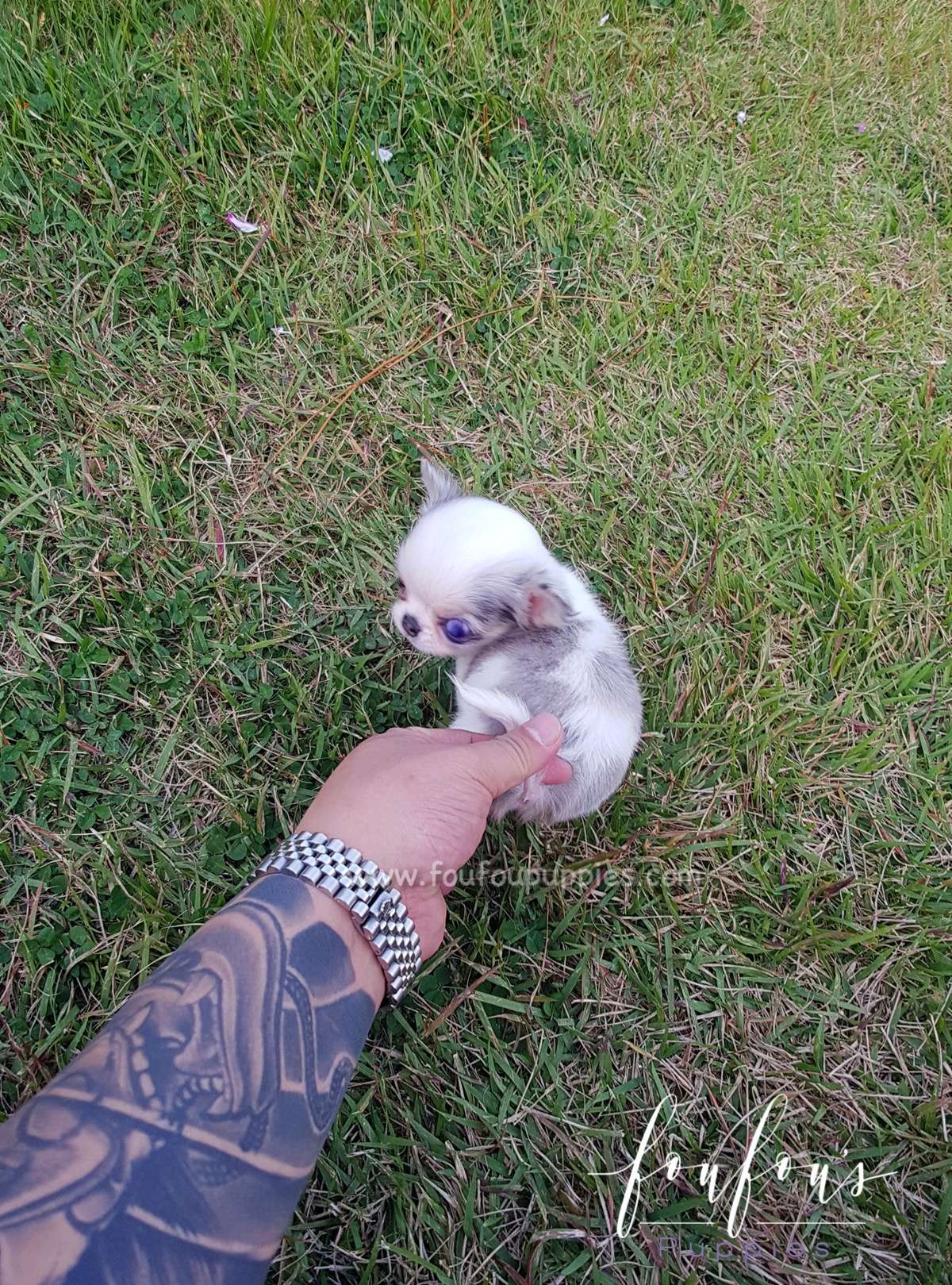 Ivy - Chihuahua F.