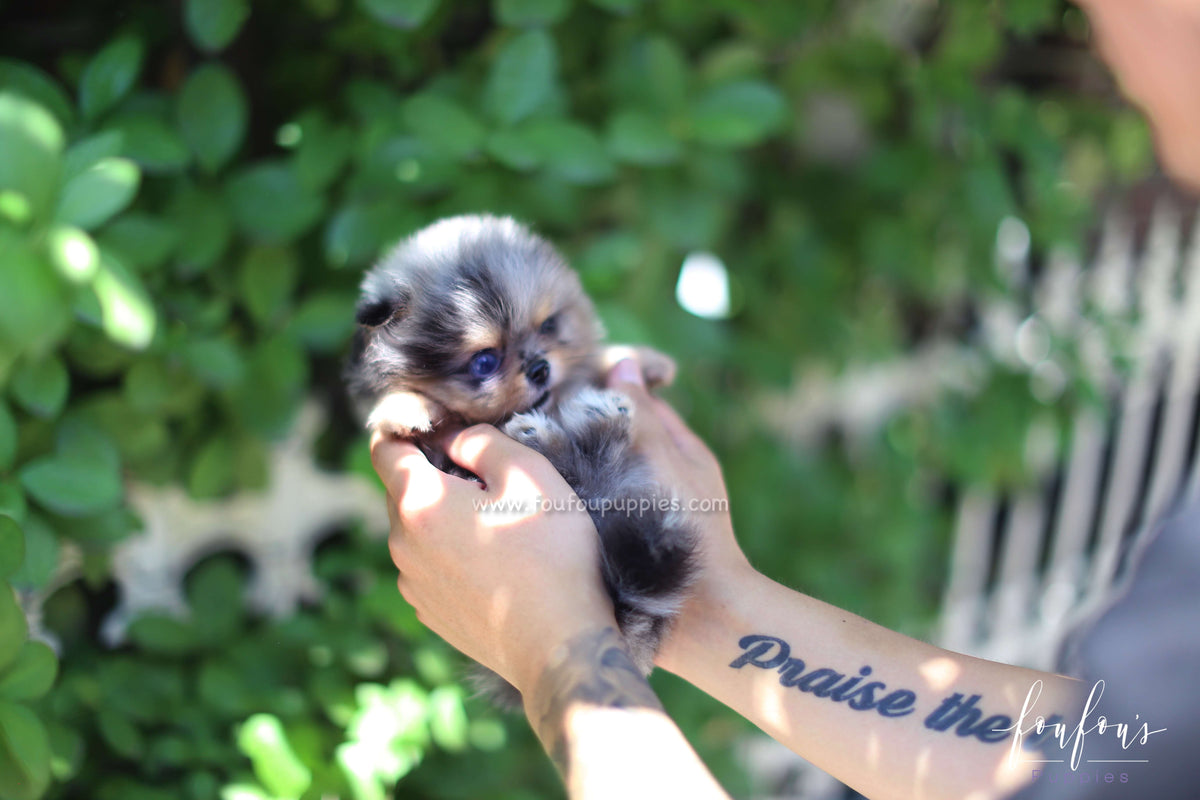 Shine - Pomeranian M.