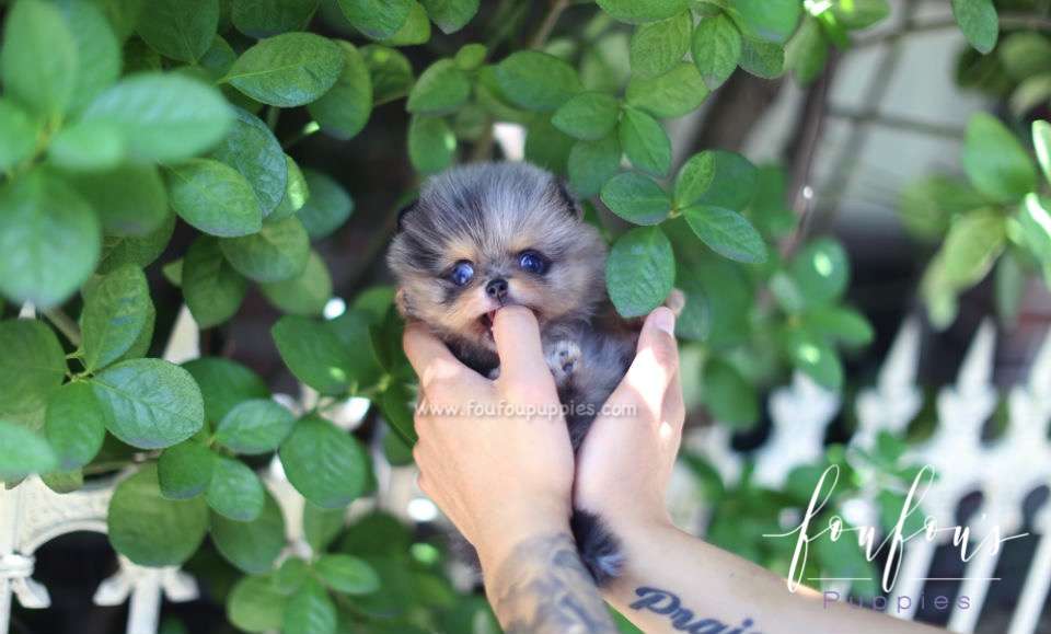 Shine - Pomeranian M.