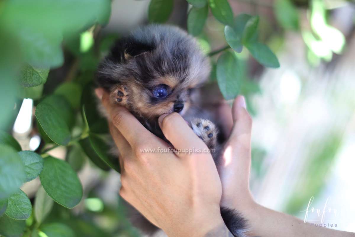 Shine - Pomeranian M.