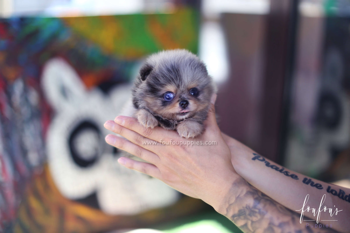 Shine - Pomeranian M.