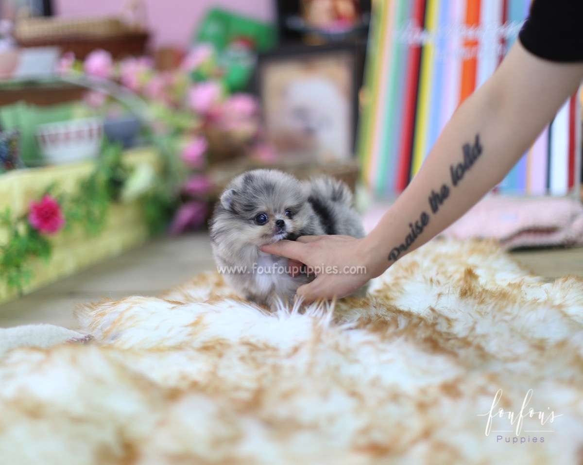 Lexi - Pomeranian F.