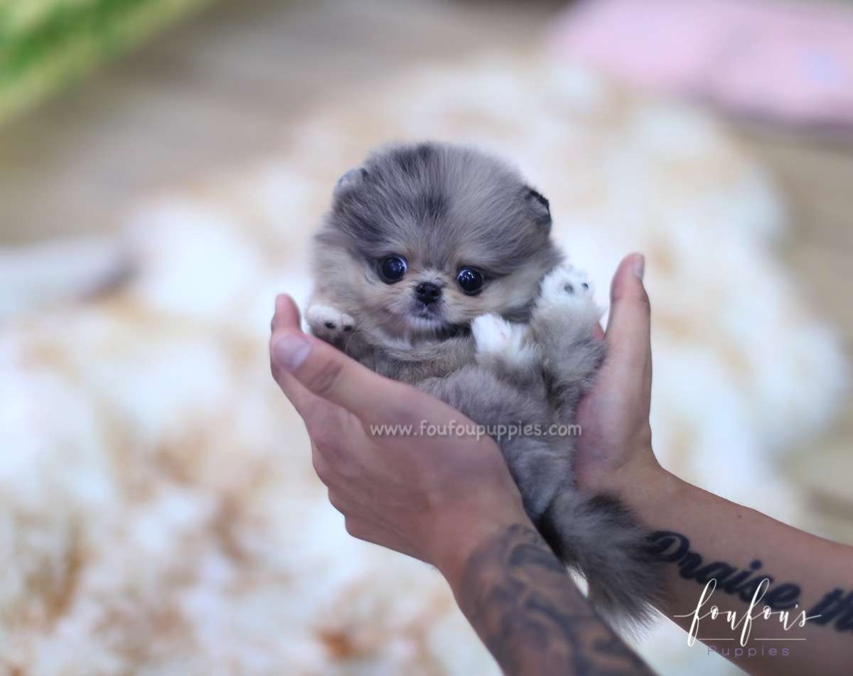 Lexi - Pomeranian F.