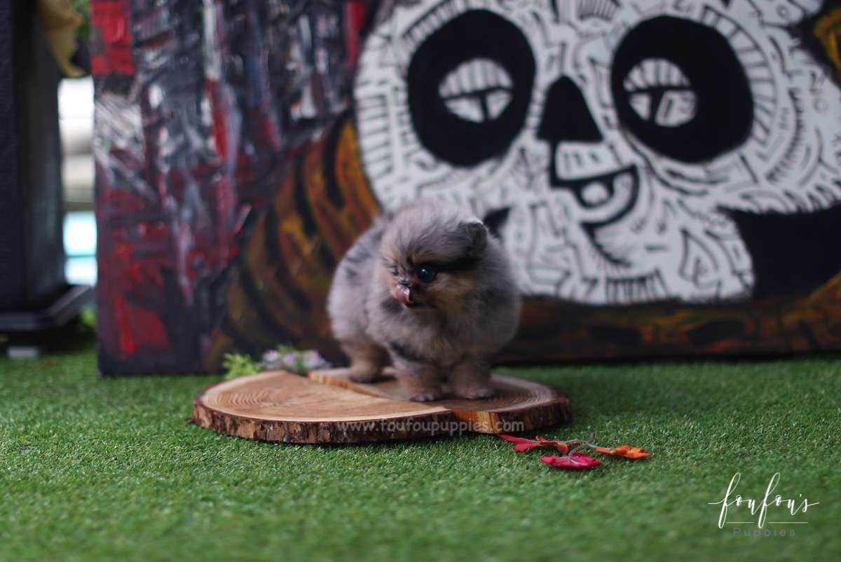 Jewel - Pomeranian F.