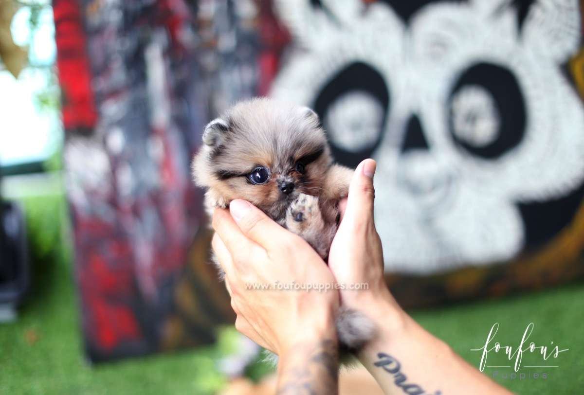 Jewel - Pomeranian F.