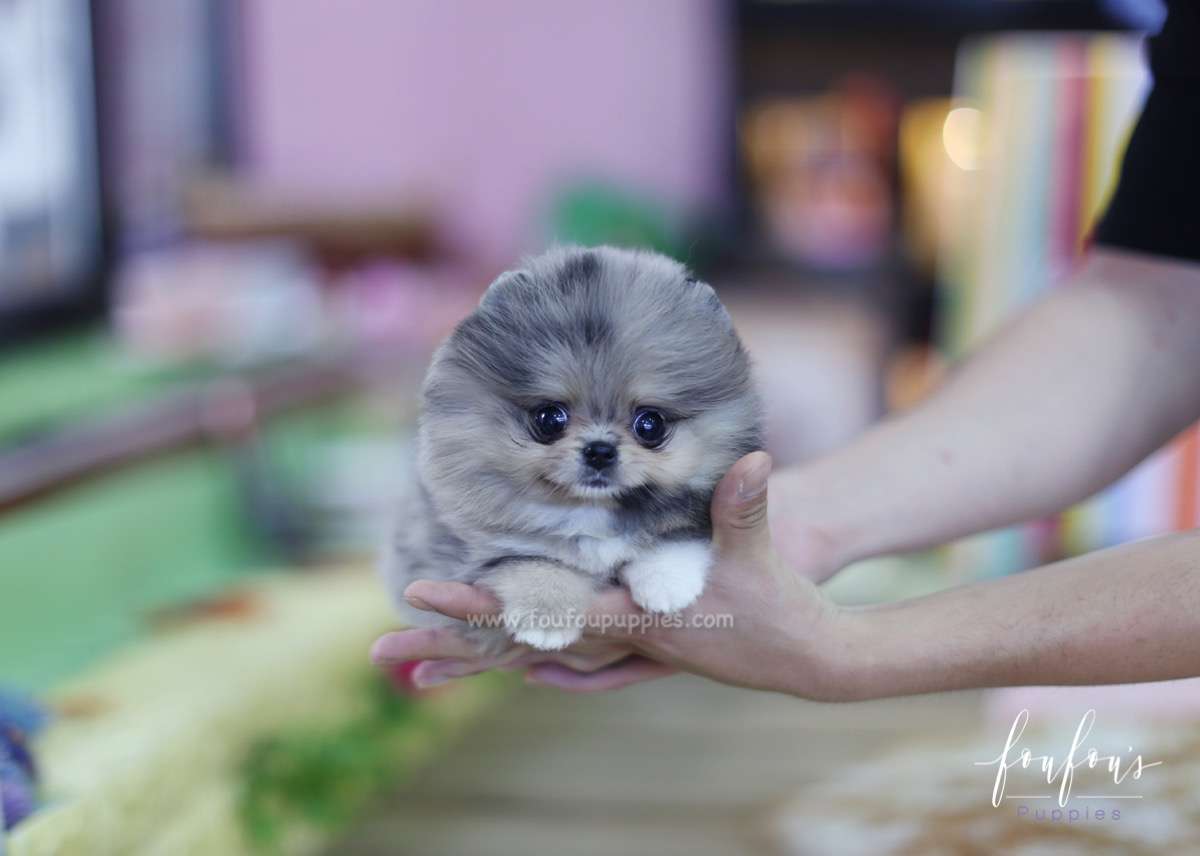 Lexi - Pomeranian F.