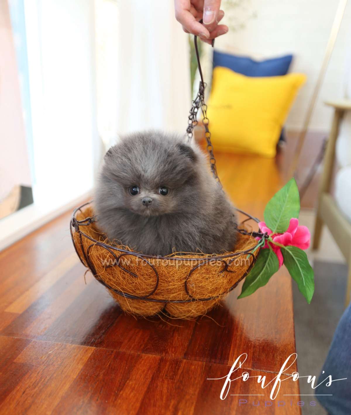 Capri - Pomeranian M.