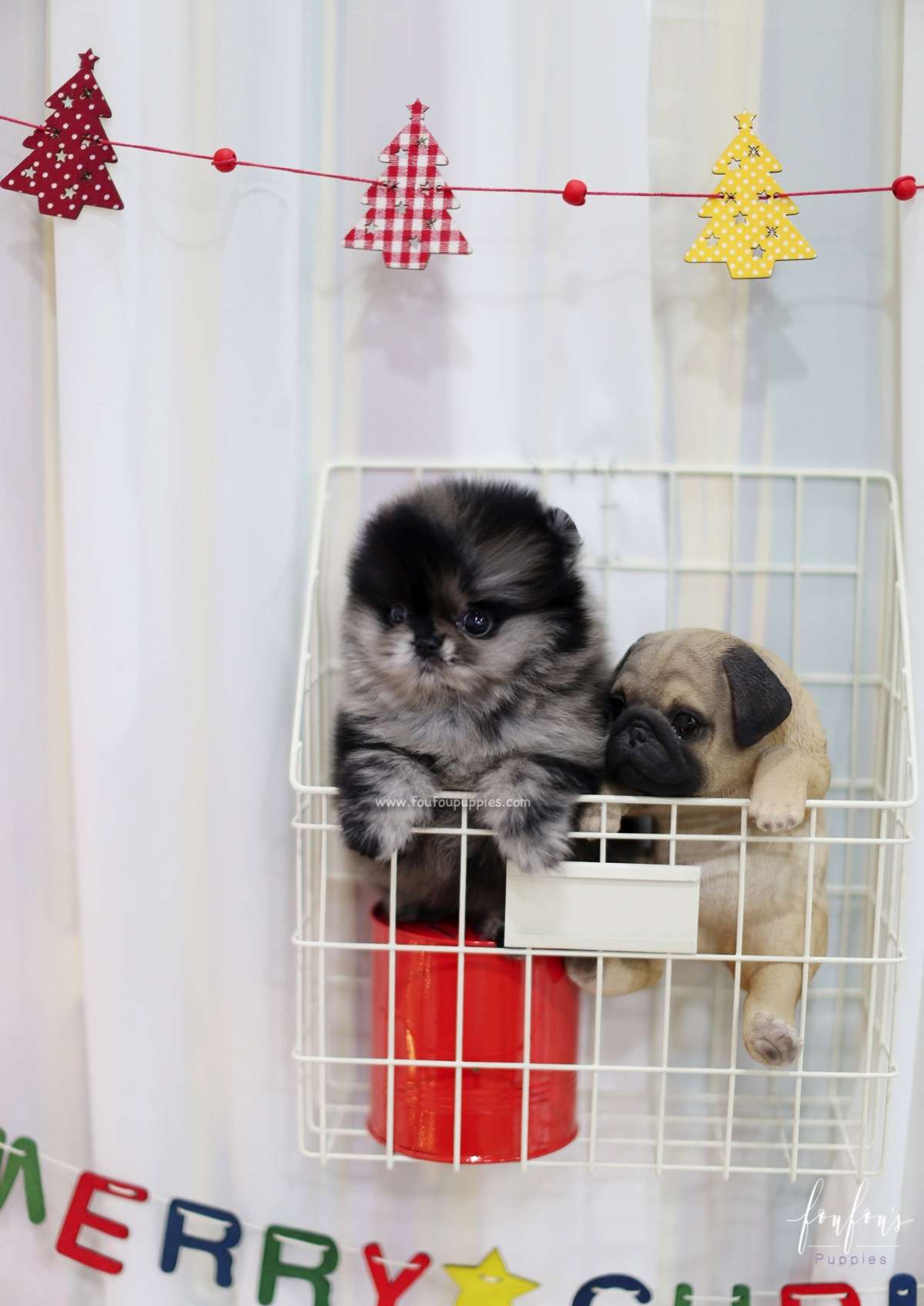 Noel - Pomeranian F.