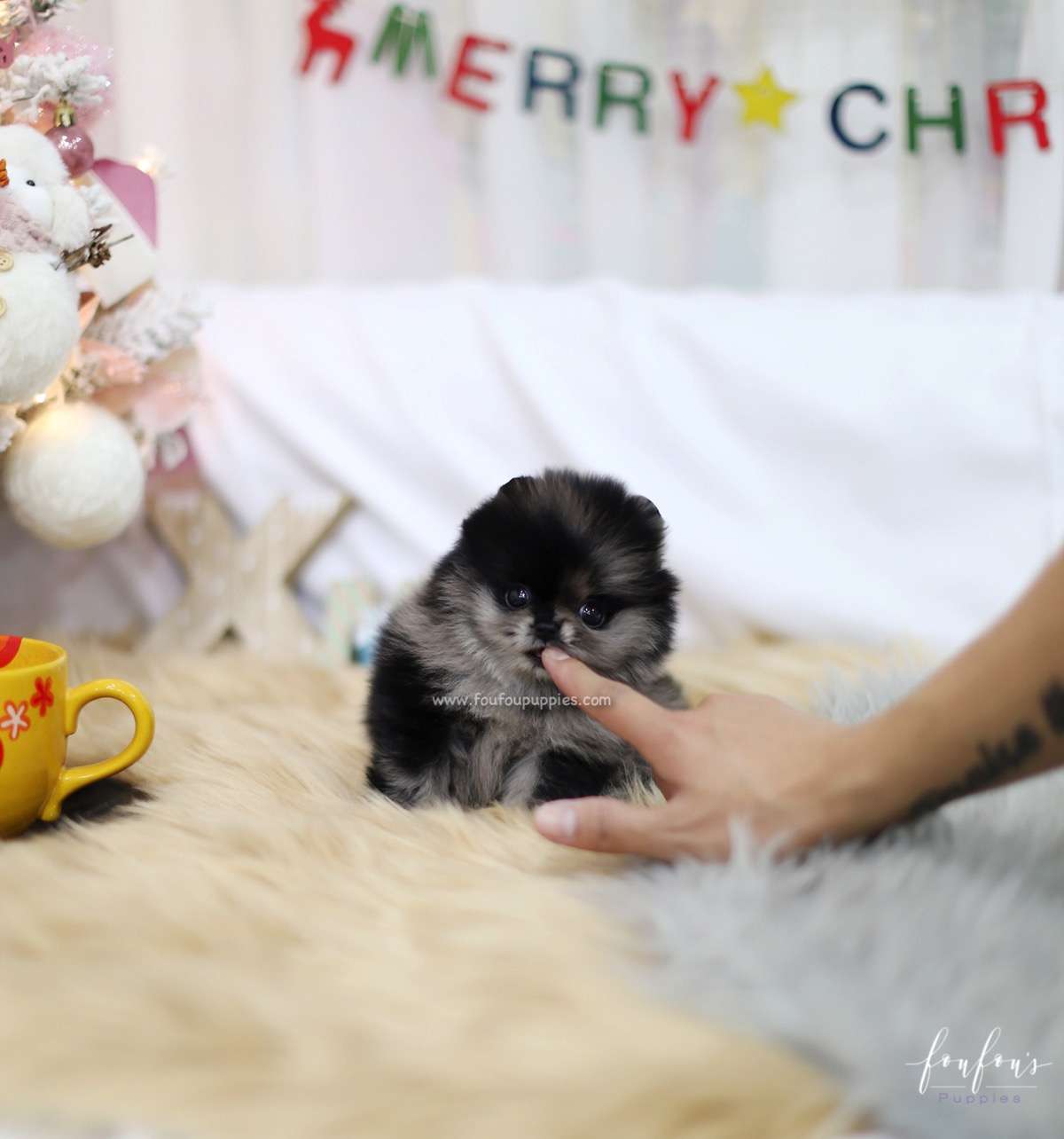Noel - Pomeranian F.