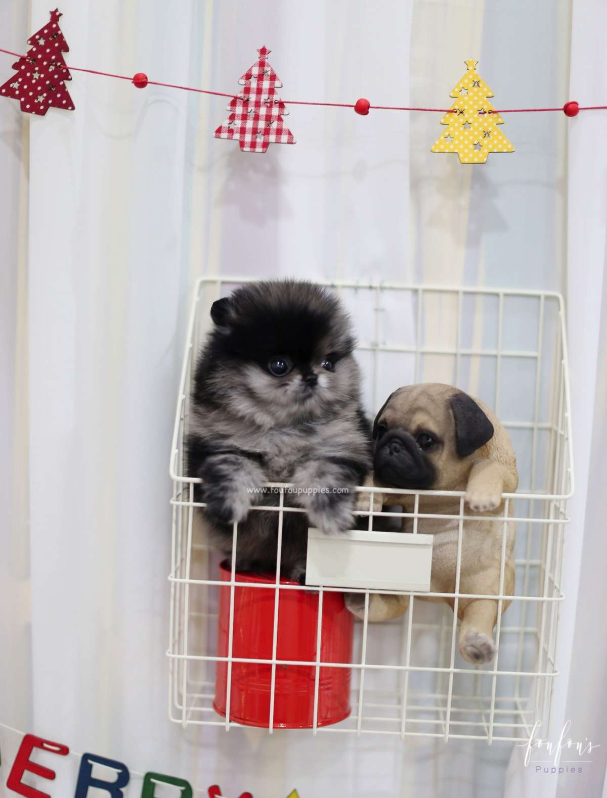 Noel - Pomeranian F.