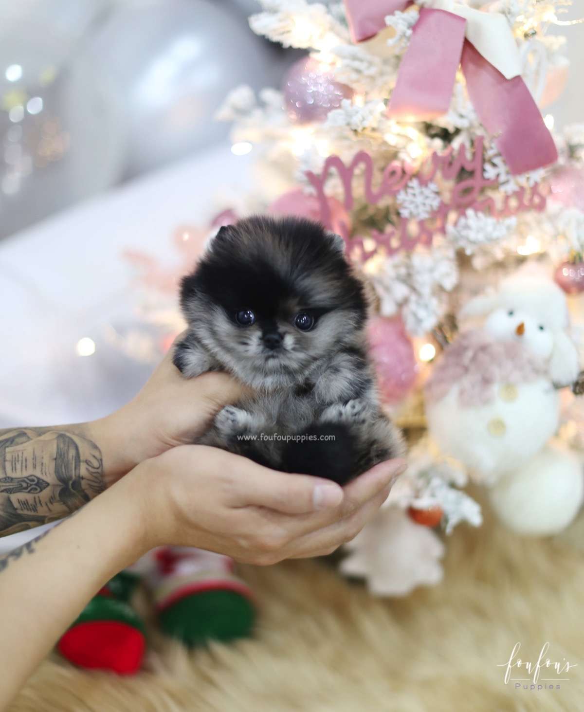 Noel - Pomeranian F.