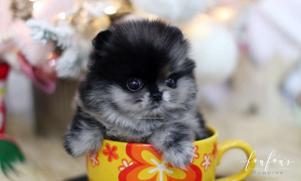 Noel - Pomeranian F.