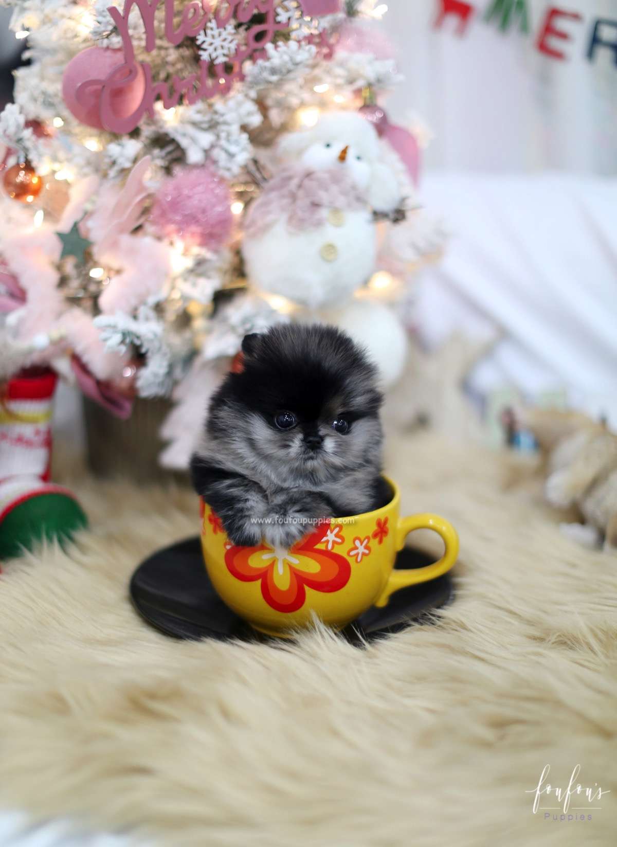 Noel - Pomeranian F.
