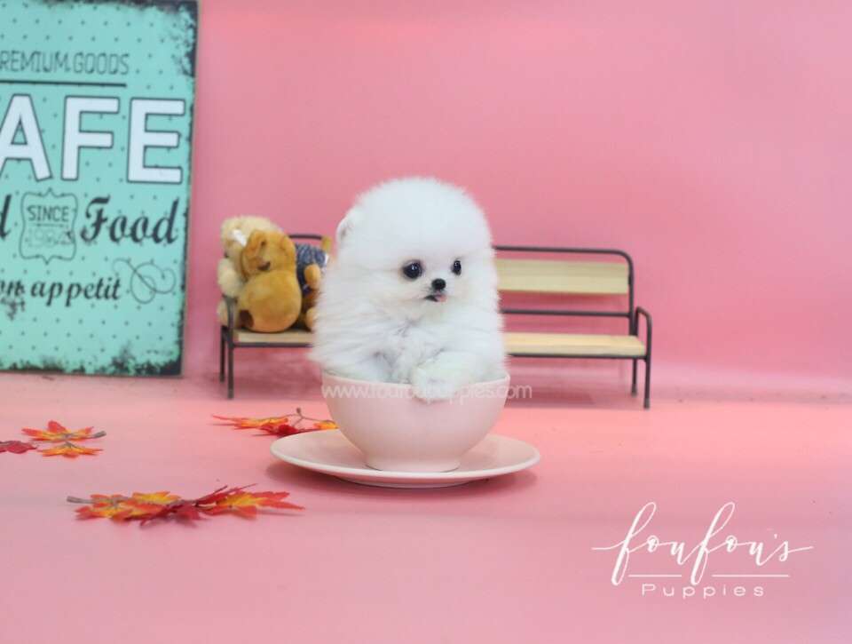 Casper-Pomeranian M.