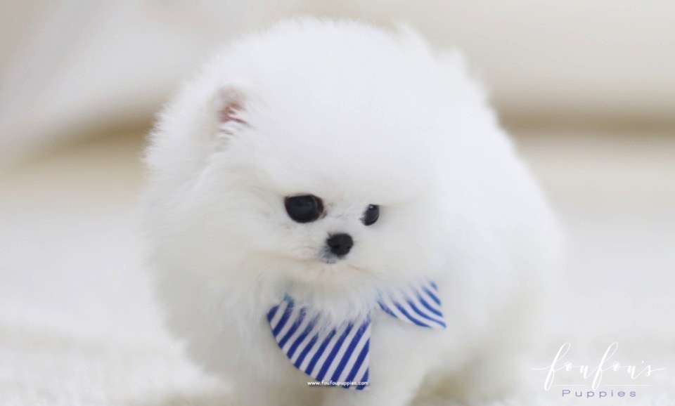 Champ - Pomeranian M.