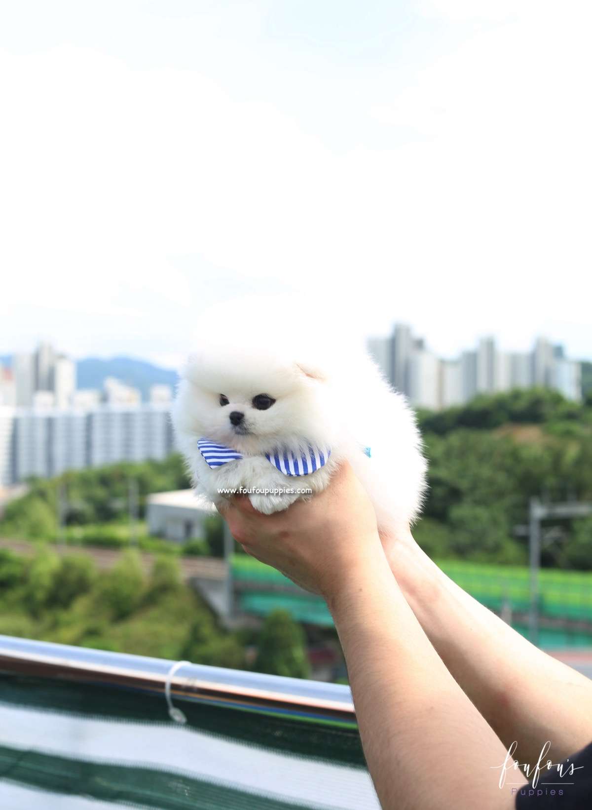 Champ - Pomeranian M.