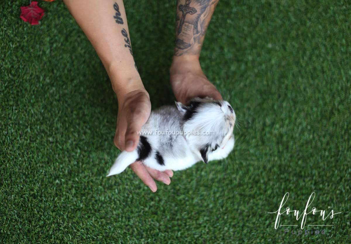 Chihuahua Puppy Image
